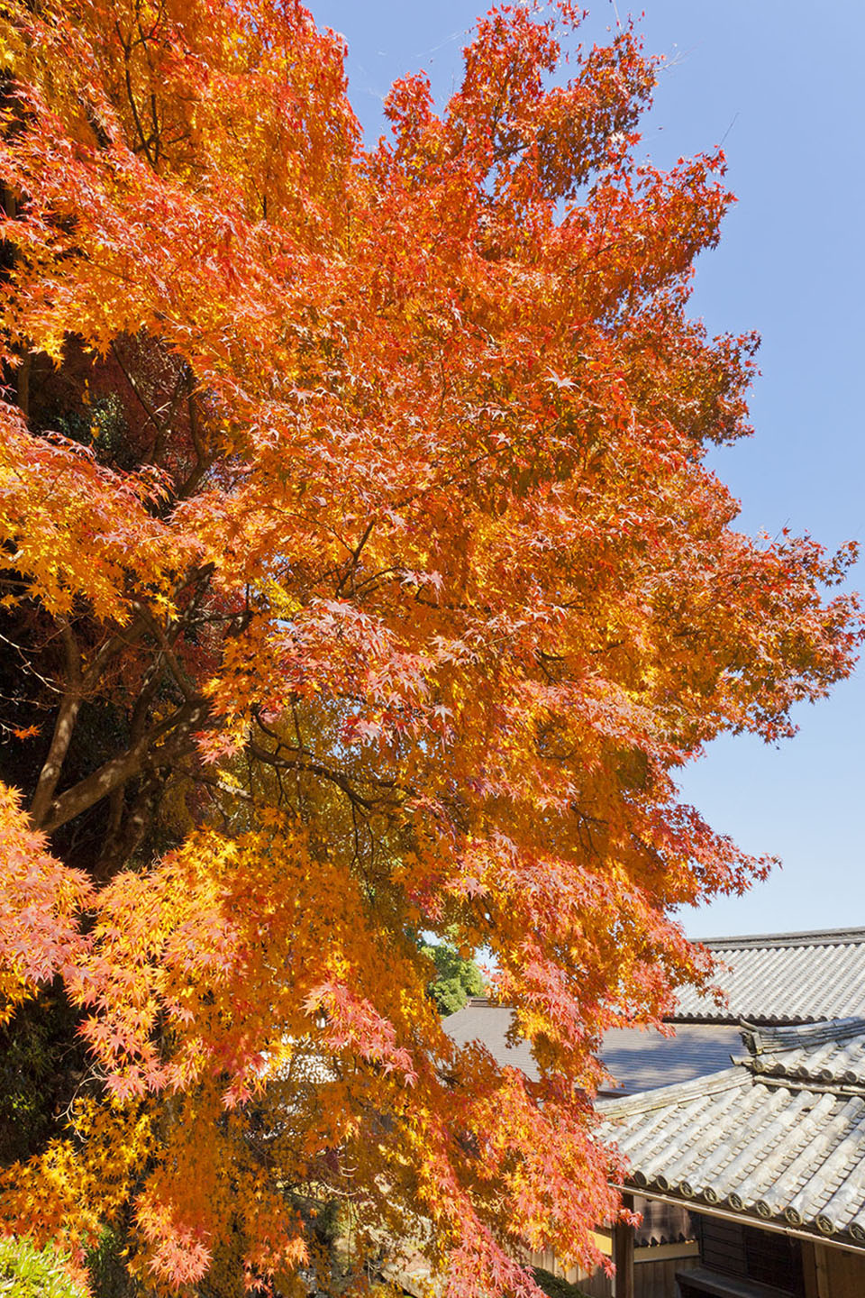 金刀比羅宮の紅葉