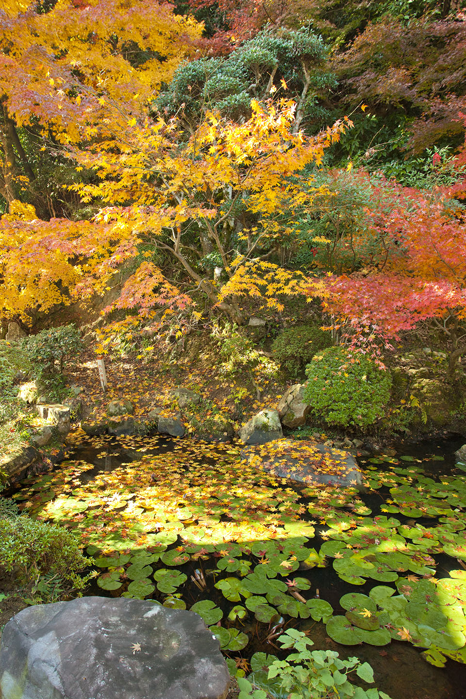 金刀比羅宮の紅葉