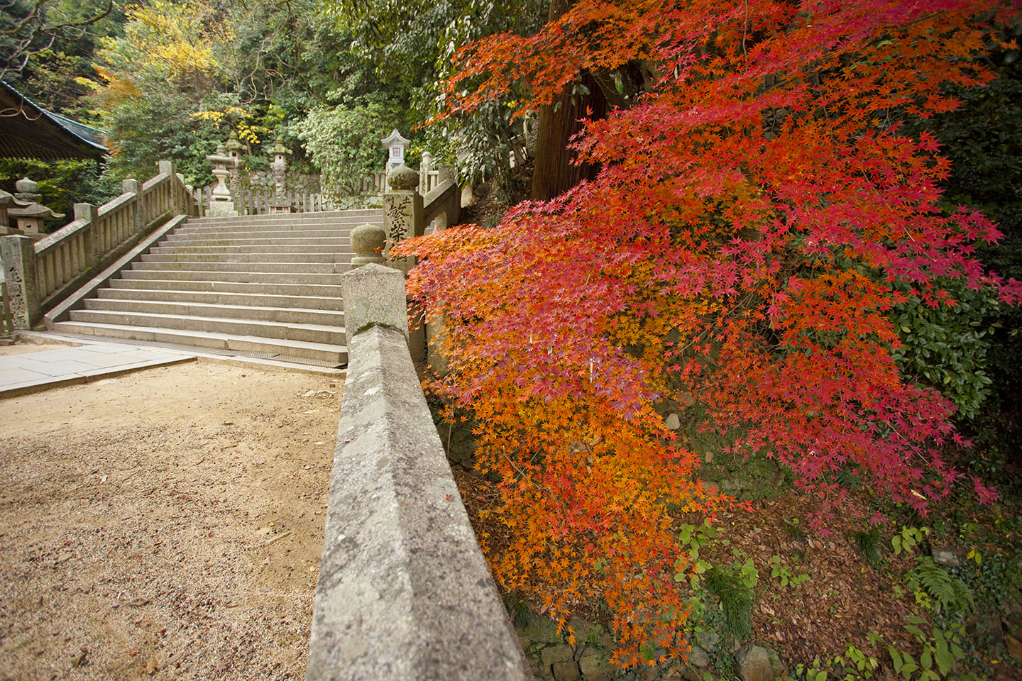 金刀比羅宮の紅葉