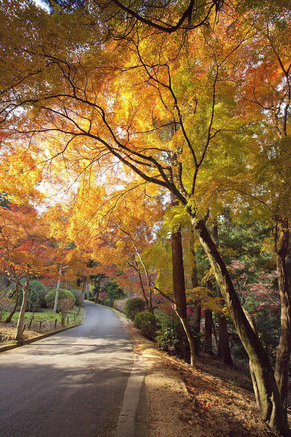 金刀比羅宮の紅葉