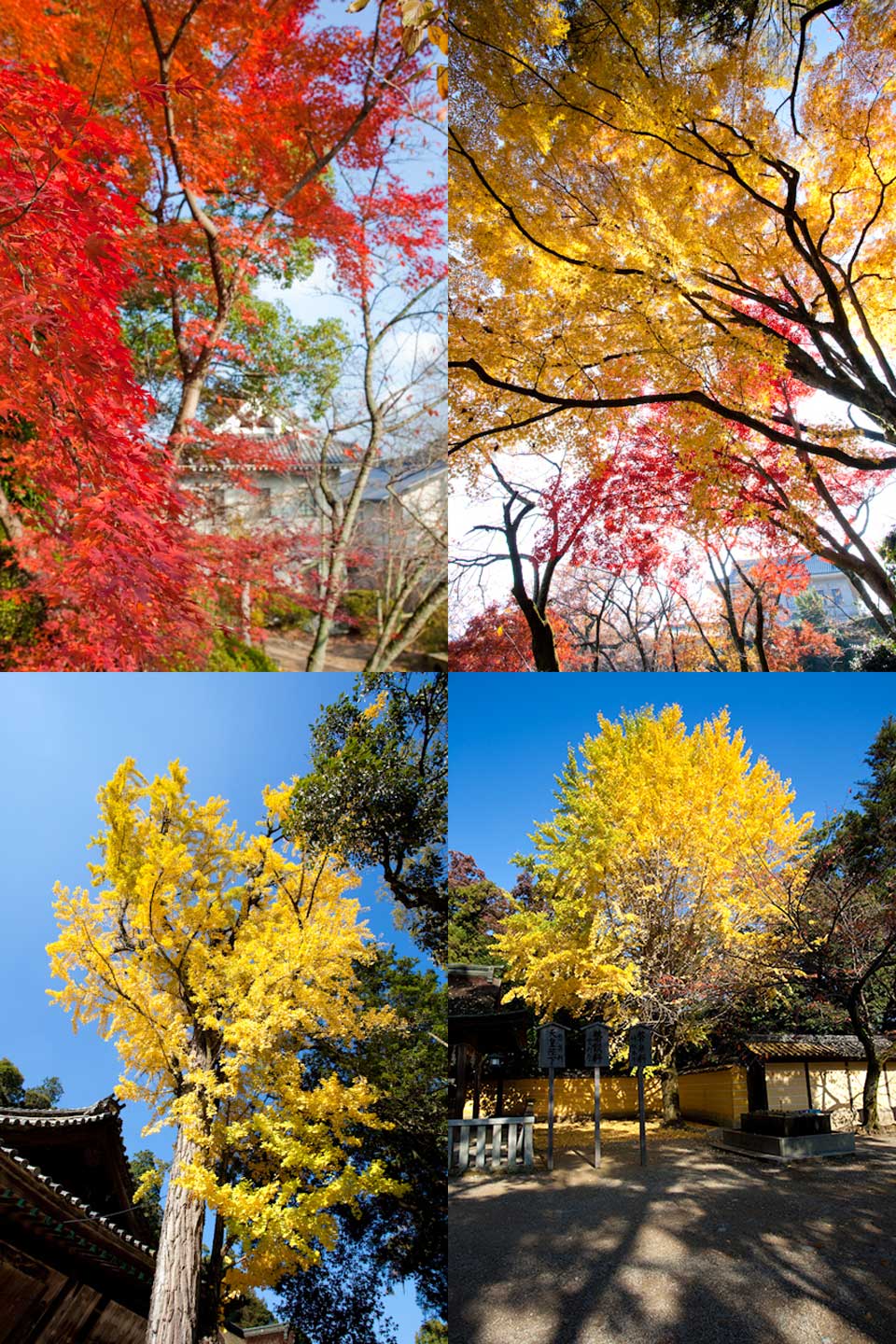 金刀比羅宮の紅葉