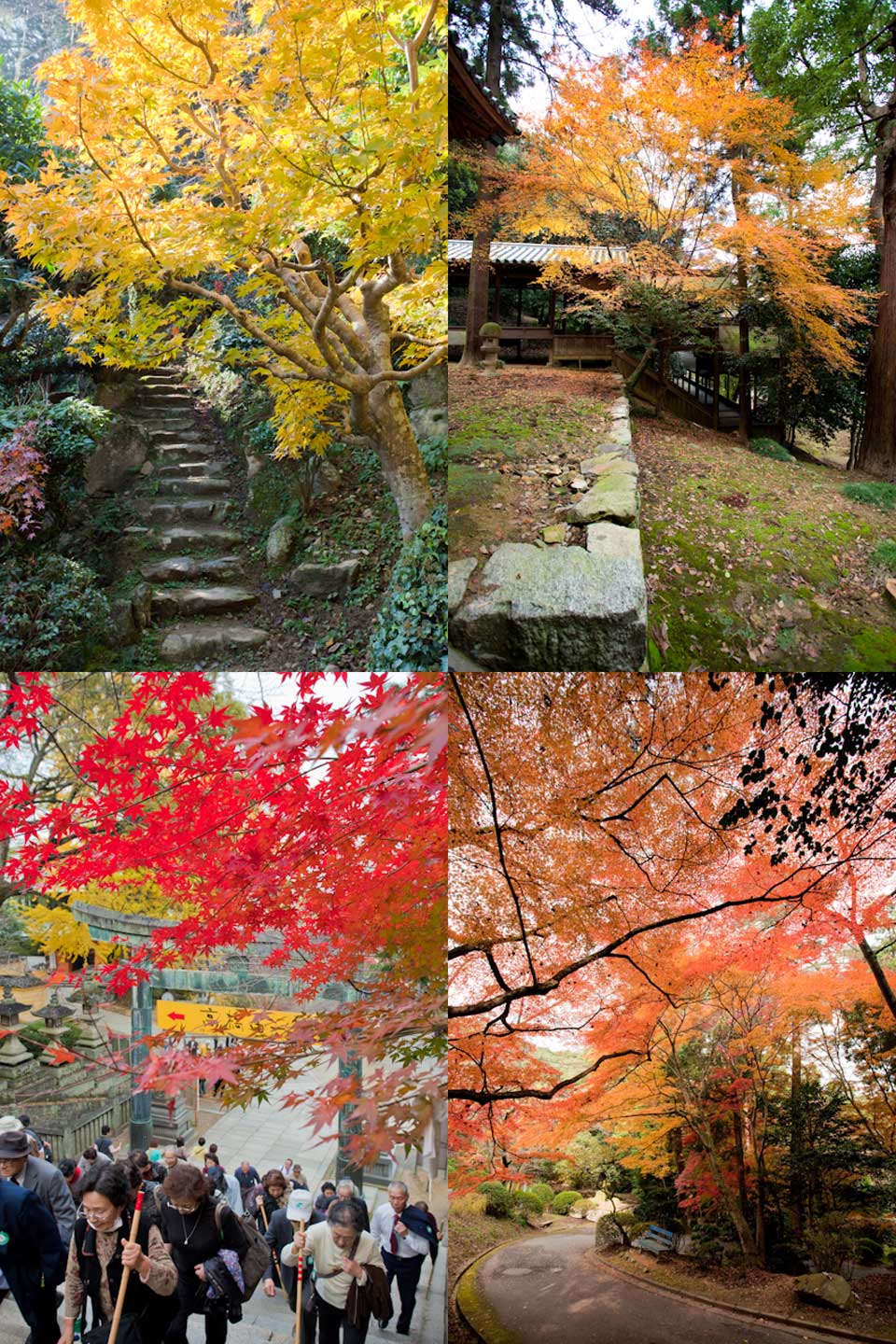 金刀比羅宮の紅葉