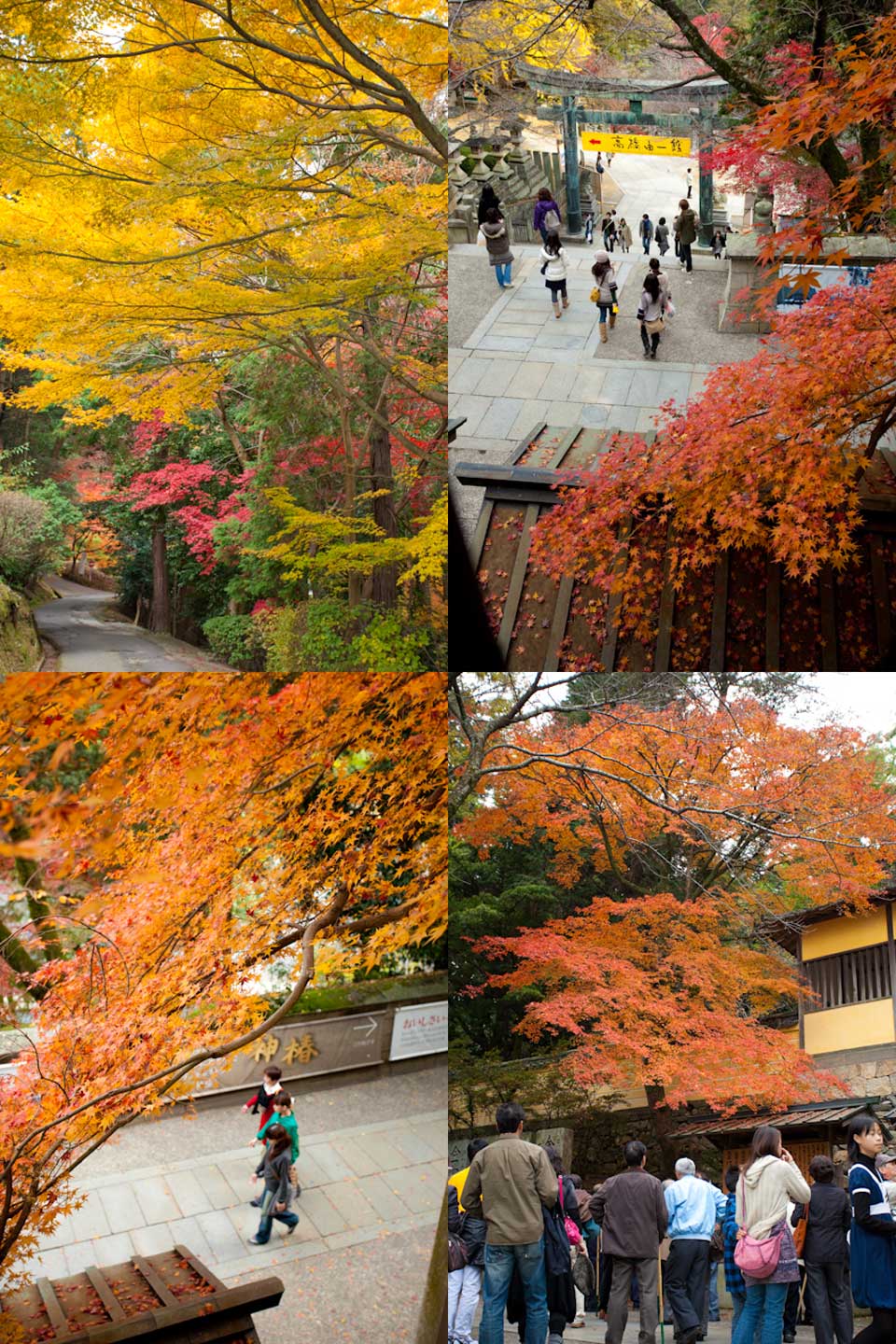金刀比羅宮の紅葉
