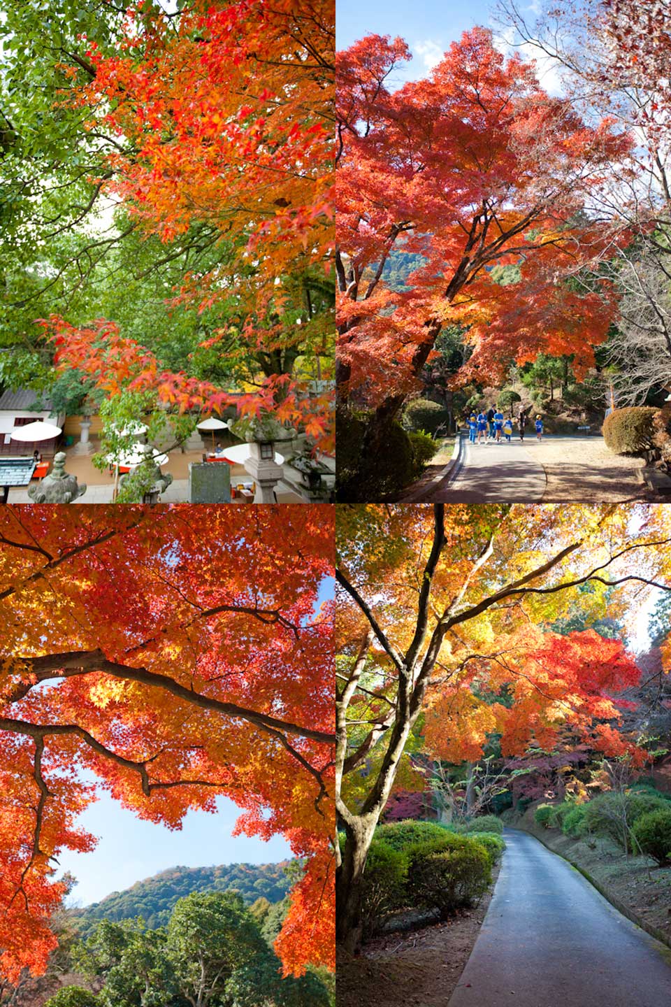 金刀比羅宮の紅葉
