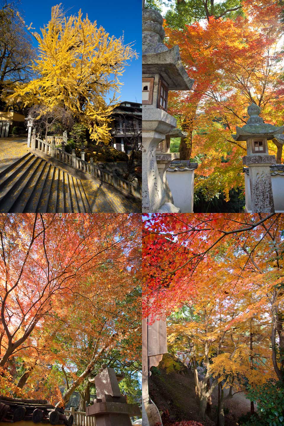 金刀比羅宮の紅葉