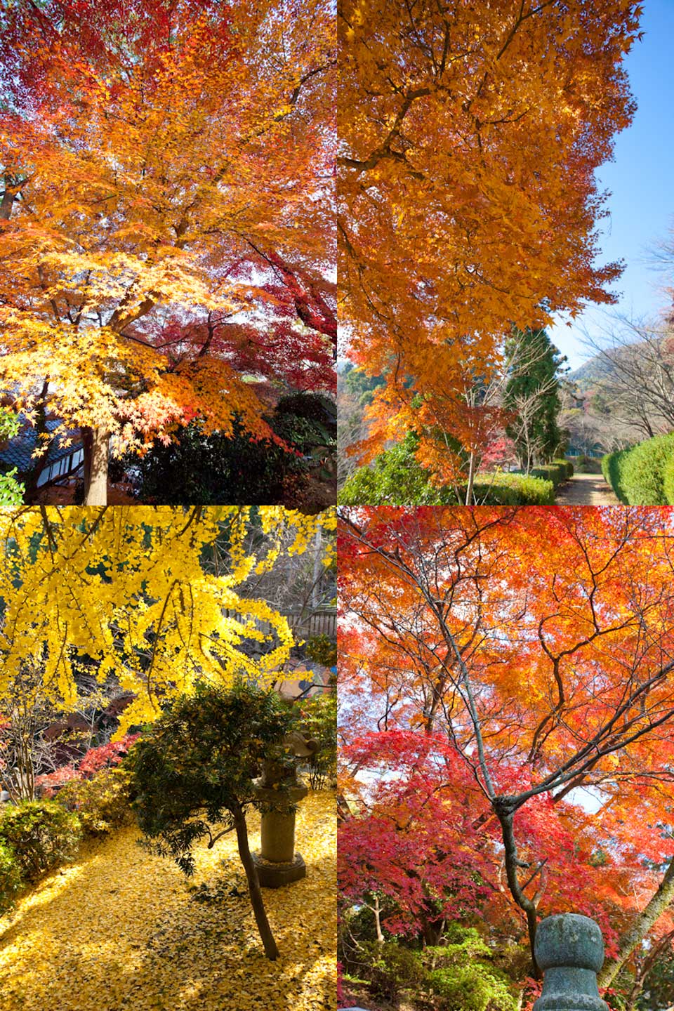 金刀比羅宮の紅葉