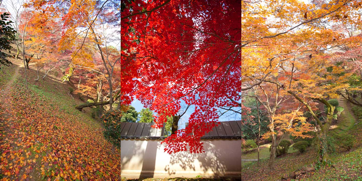 金刀比羅宮の紅葉