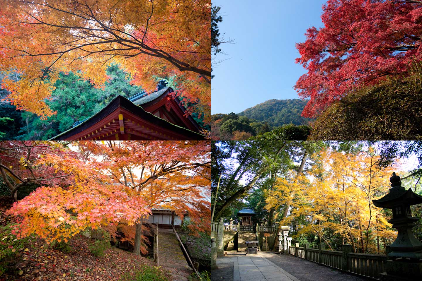 金刀比羅宮の紅葉