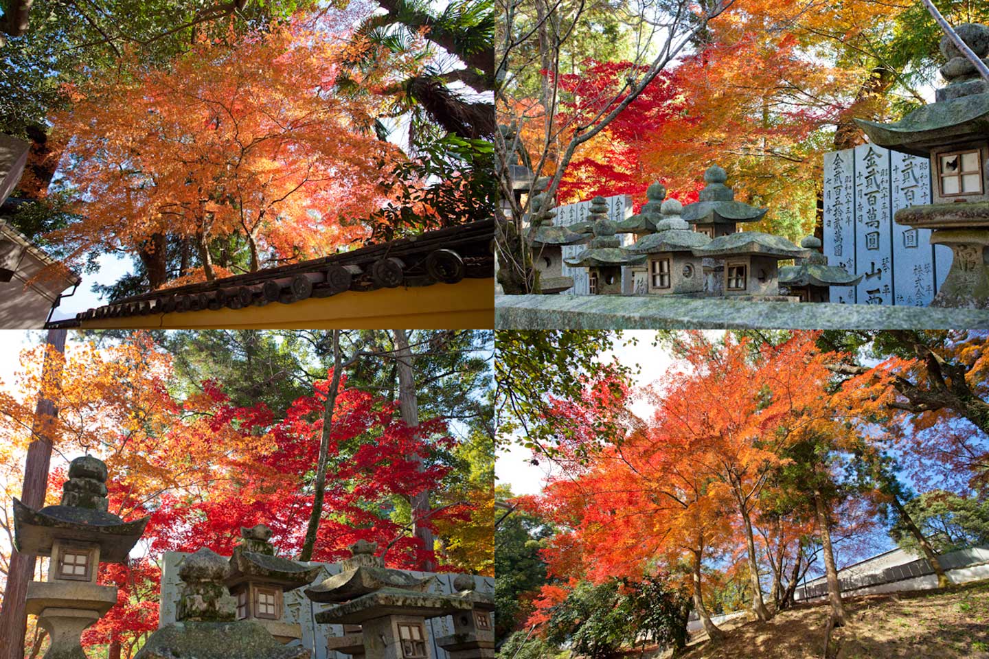 金刀比羅宮の紅葉