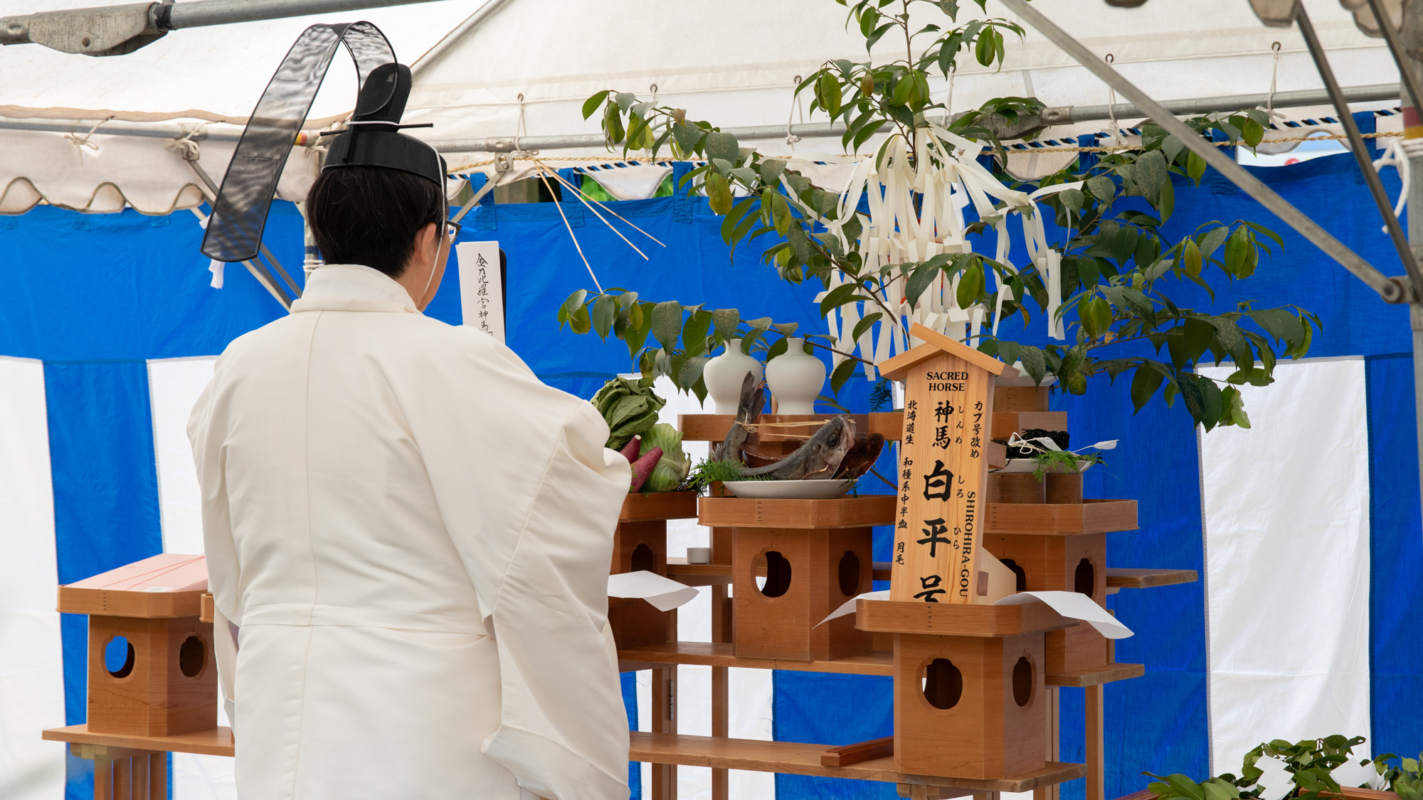 白平号 献馬式